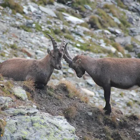 Maison Fosson Aparthotel